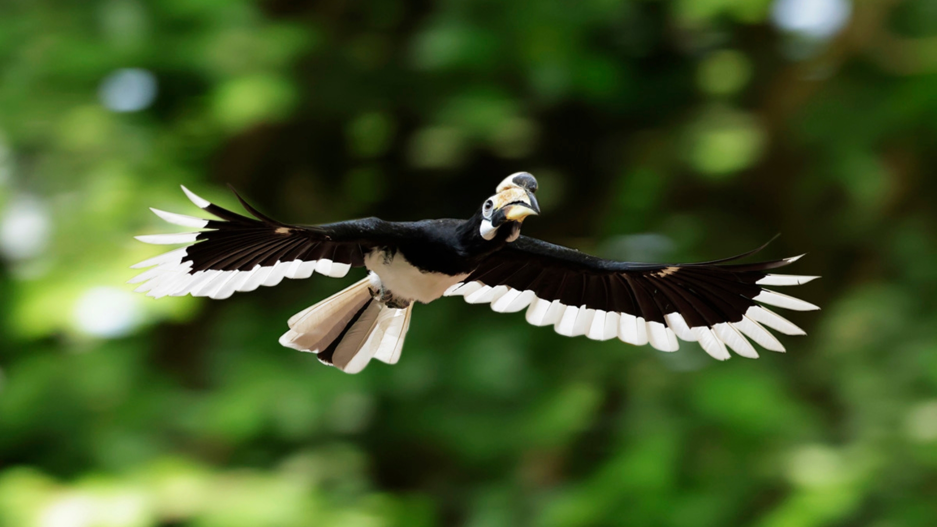 Mandai Rainforest Resort by Banyan Tree BP Oriental Pied Hornbi 1920X1080